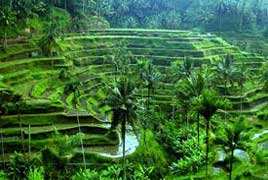Bali Discovery, Indonesia - 6 Days