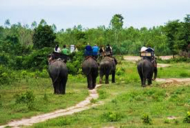 Pattaya-Elephant-Village