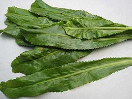 Saw-leaf herb